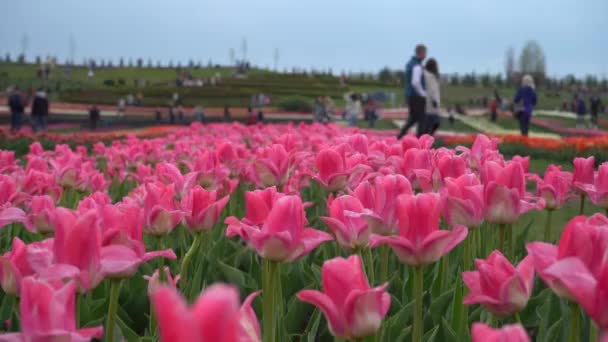 Plantage Van Bloeiende Tulpen Bedden Met Tulpen Het Veld — Stockvideo