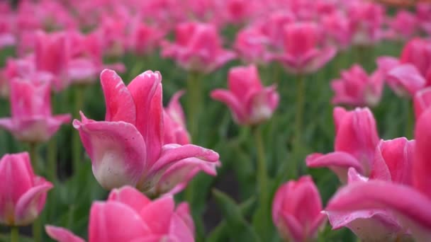 Plantación Tulipanes Florecientes Camas Con Tulipanes Campo — Vídeos de Stock