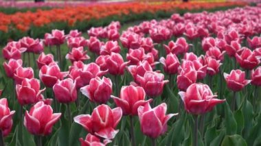 Çiçek açan lalelerin fidanlığı. Tarlada laleleri olan yataklar.
