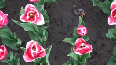 Çiçek açan lalelerin fidanlığı. Tarlada laleleri olan yataklar.