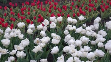 Çiçek açan lalelerin fidanlığı. Tarlada laleleri olan yataklar.
