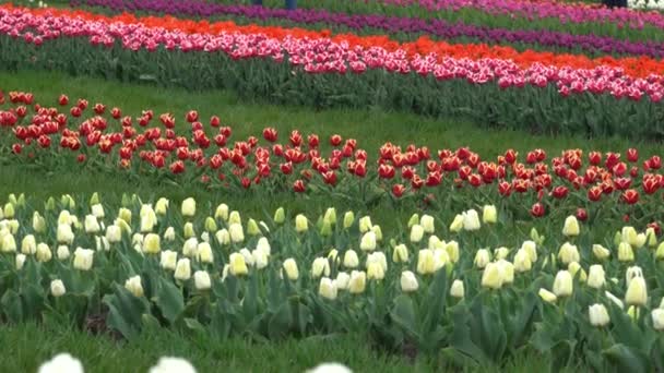 Plantación Tulipanes Florecientes Camas Con Tulipanes Campo — Vídeos de Stock