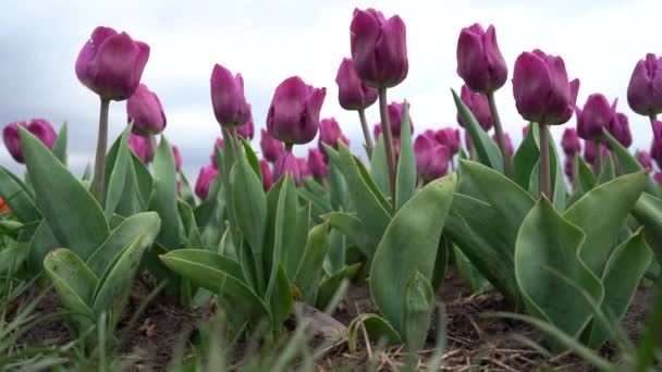 Pflanzung Blühender Tulpen Tulpenbeete Auf Dem Feld — Stockvideo