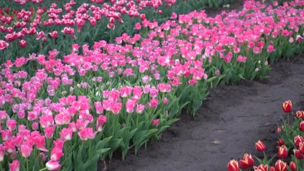 Plantación Tulipanes Florecientes Camas Con Tulipanes Campo — Vídeo de stock