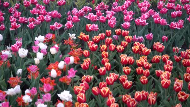 Плантация Цветущих Тюльпанов Кровати Тюльпанами Поле — стоковое видео