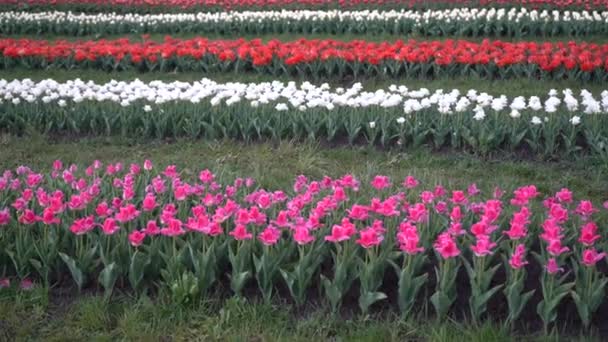 Plantage Van Bloeiende Tulpen Bedden Met Tulpen Het Veld — Stockvideo