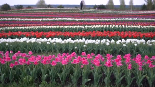 Pěstování kvetoucích tulipánů. Postele s tulipány na hřišti.