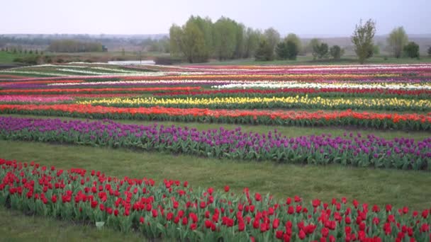 Pěstování Kvetoucích Tulipánů Postele Tulipány Hřišti — Stock video