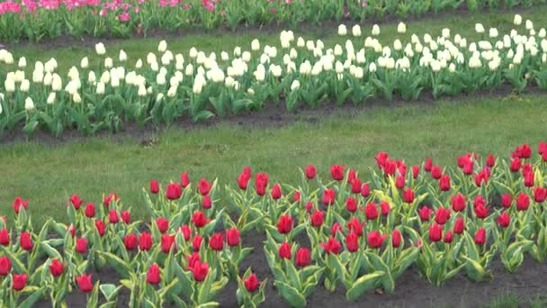 Plantación Tulipanes Florecientes Camas Con Tulipanes Campo — Vídeos de Stock
