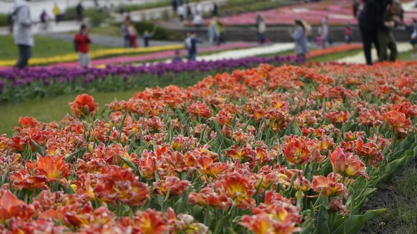 Parlak Renklerle Park Bir Sürü Çiçek Açan Lale Lale Sergisi — Stok fotoğraf