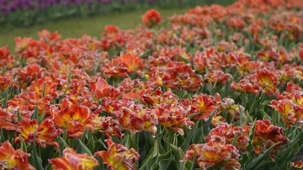 Parque Com Cores Vibrantes Muitas Tulipas Flor Exposição Tulip Campo — Fotografia de Stock