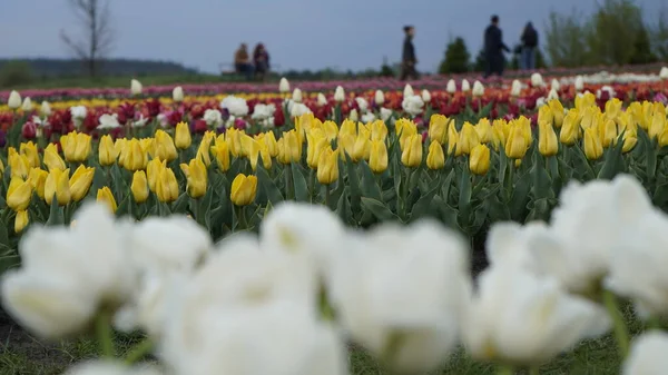 Parlak Renklerle Park Bir Sürü Çiçek Açan Lale Lale Sergisi — Stok fotoğraf