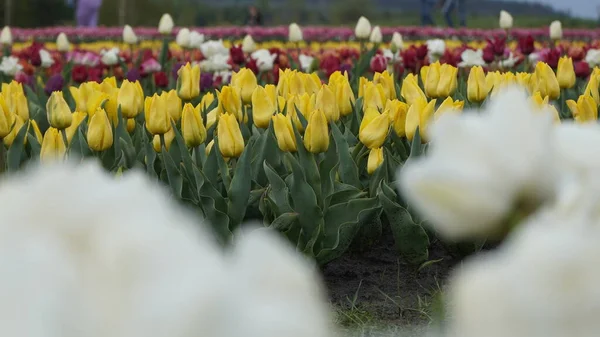 Parque Con Colores Vibrantes Muchos Tulipanes Florecientes Exposición Tulipán Campo —  Fotos de Stock