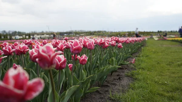 Parlak Renklerle Park Bir Sürü Çiçek Açan Lale Lale Sergisi — Stok fotoğraf