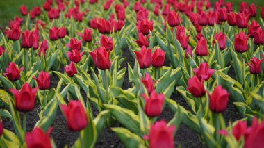 Parlak renklerle park et. Bir sürü çiçek açan lale. Lale Sergisi. Çok renkli laleler tarlası. Çiçekler, bir sürü renkli çiçek. Bir sürü lale.. 