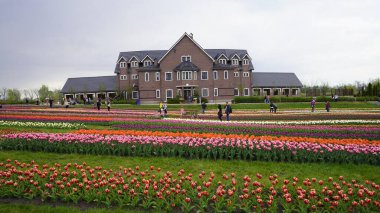 Avrupa, Kiev bölgesi, Ukrayna - Mayıs 2020: COVID-19 karantinası sırasındaki insanlar parlak renklerle bir parkta yürüyorlar. Karantina ihlali. Dobropark 'ta bir sürü çiçek açan lale var. İnsanlar pek çok parlak lalenin fotoğrafını çekiyor. Lale Sergisi.