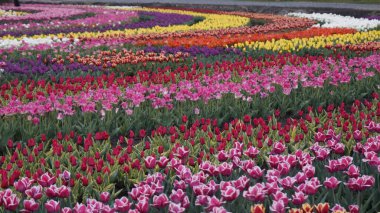 Parlak renklerle park et. Bir sürü çiçek açan lale. Lale Sergisi. Çok renkli laleler tarlası. Çiçekler, bir sürü renkli çiçek. Bir sürü lale.. 