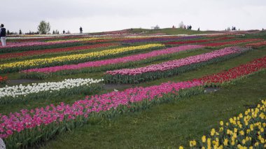 Parlak renklerle park et. Bir sürü çiçek açan lale. Lale Sergisi. Çok renkli laleler tarlası. Çiçekler, bir sürü renkli çiçek. Bir sürü lale.. 