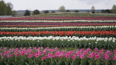 Parlak renklerle park et. Bir sürü çiçek açan lale. Lale Sergisi. Çok renkli laleler tarlası. Çiçekler, bir sürü renkli çiçek. Bir sürü lale.. 
