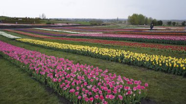 Parlak renklerle park et. Bir sürü çiçek açan lale. Lale Sergisi. Çok renkli laleler tarlası. Çiçekler, bir sürü renkli çiçek. Bir sürü lale.. 