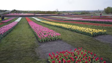 Parlak renklerle park et. Bir sürü çiçek açan lale. Lale Sergisi. Çok renkli laleler tarlası. Çiçekler, bir sürü renkli çiçek. Bir sürü lale.. 