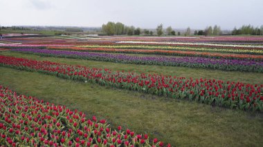 Parlak renklerle park et. Bir sürü çiçek açan lale. Lale Sergisi. Çok renkli laleler tarlası. Çiçekler, bir sürü renkli çiçek. Bir sürü lale.. 