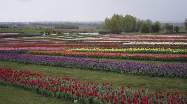 Parlak renklerle park et. Bir sürü çiçek açan lale. Lale Sergisi. Çok renkli laleler tarlası. Çiçekler, bir sürü renkli çiçek. Bir sürü lale.. 
