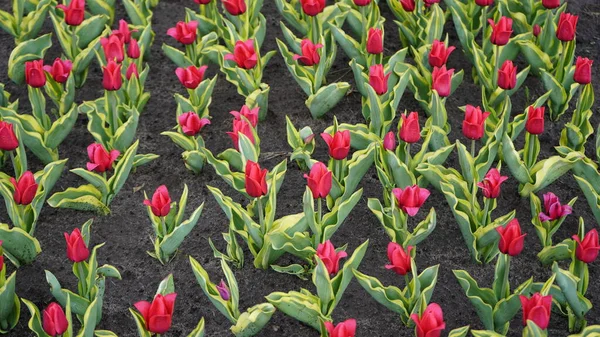 Parc Aux Couleurs Vives Beaucoup Tulipes Fleurs Exposition Tulipes Champ — Photo