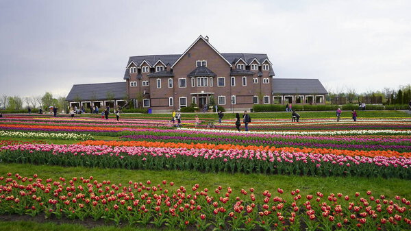 Europe, Kiev region, Ukraine - May 2020: People during quarantine COVID-19 are walking in a park with bright colors. Quarantine violation. A lot of blooming tulips in Dobropark. People take pictures of many brightly blooming tulips. Tulip Exhibition.