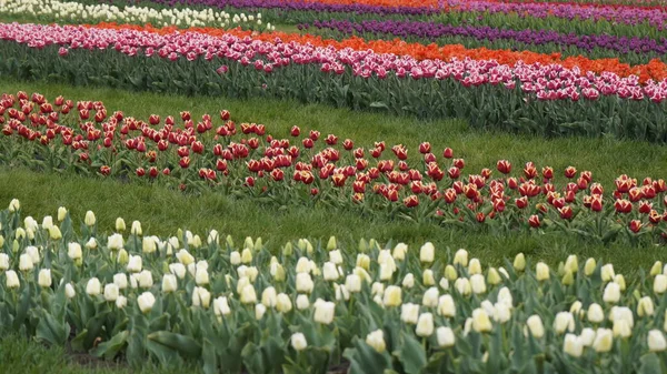 Parlak Renklerle Park Bir Sürü Çiçek Açan Lale Lale Sergisi — Stok fotoğraf