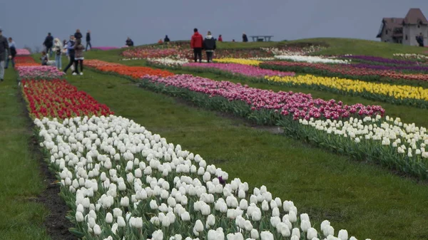 Parlak Renklerle Park Bir Sürü Çiçek Açan Lale Lale Sergisi — Stok fotoğraf