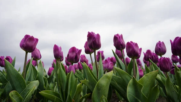 Park Zářivými Barvami Spousta Rozkvetlých Tulipánů Tulipánová Výstava Pole Pestrobarevných — Stock fotografie