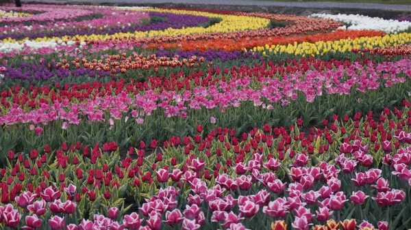 Park Mit Lebendigen Farben Viele Blühende Tulpen Tulpenausstellung Feld Der — Stockfoto