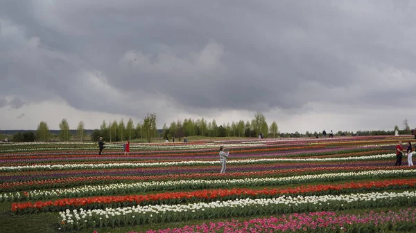 Парк Яркими Красками Много Цветущих Тюльпанов Выставка Тюльпанов Поле Разноцветных — стоковое фото
