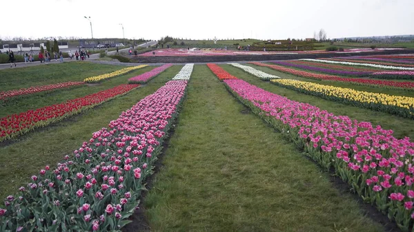 Park Zářivými Barvami Spousta Rozkvetlých Tulipánů Tulipánová Výstava Pole Pestrobarevných — Stock fotografie