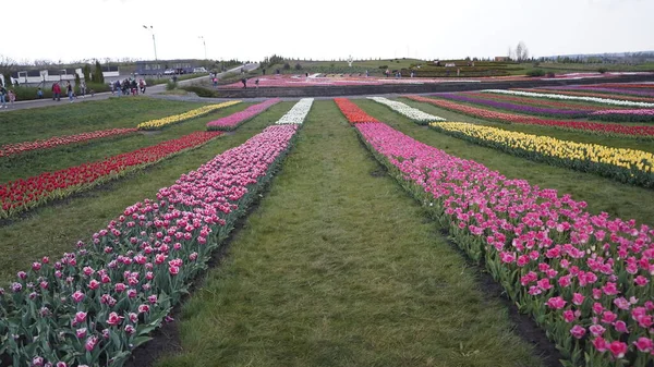 色彩艳丽的公园 很多盛开的郁金香郁金香展览多色郁金香的领域 植物学 许多彩色的花 很多郁金香 — 图库照片