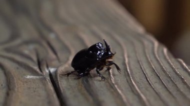 Gergedan böceği yaklaş.