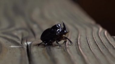 Gergedan böceği yaklaş.