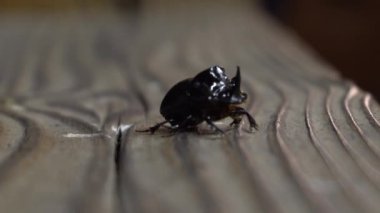 Gergedan böceği yaklaş.