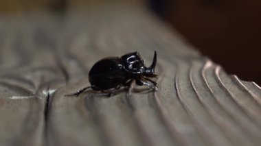 Gergedan böceği yaklaş.