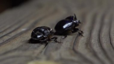 Gergedan böceği yaklaş.