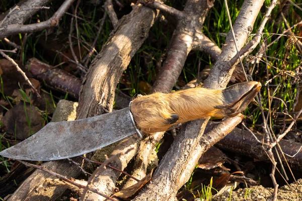 Hunting knife with a hoof handle in nature