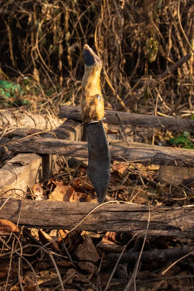 Coltello Caccia Con Impugnatura Zoccoli Natura — Foto Stock