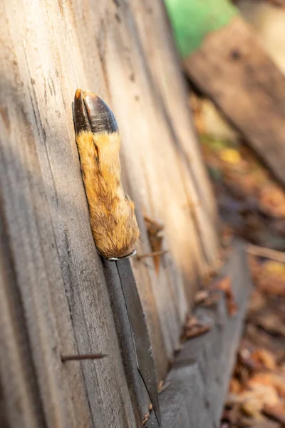 自然の中で柄のある狩猟ナイフ — ストック写真