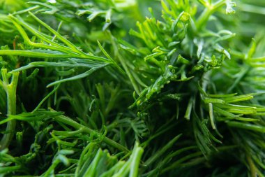 arkaplan olarak yeşil dereotu makro fotoğraf