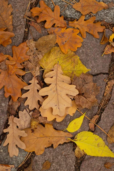 Feuilles Automne Sèches Tombées Sur Une Route Pierre — Photo