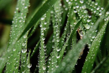 Çimlerin üzerine çiy damlaları düşer. Yakın plan, makro fotoğraf.