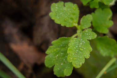 Çimlerin üzerine çiy damlaları düşer. Yakın plan, makro fotoğraf.