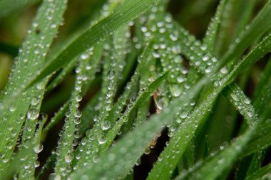 Çimlerin üzerine çiy damlaları düşer. Yakın plan, makro fotoğraf.