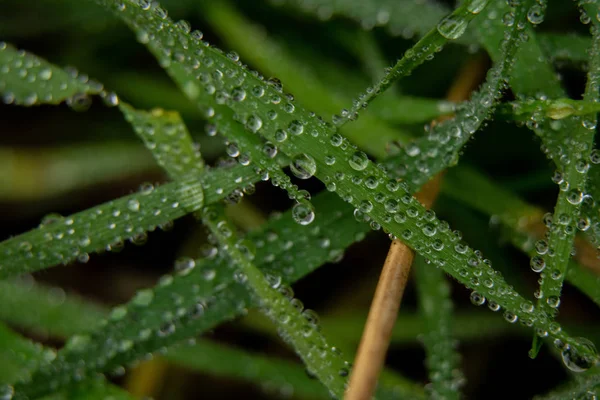 Dew Drops Grass Close Macro Photo — ストック写真